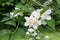 Hoary Mock OrangeÂ Philadelphus pubescens twigs with white flowers